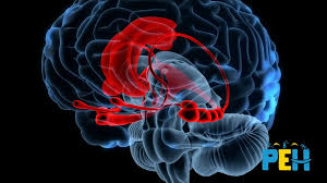 Quel est l'effet d'un stress intense sur le cerveau de l'enfant ?