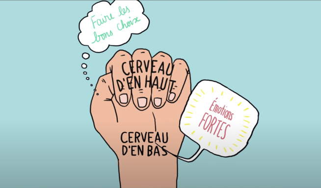 cerveau émotions enfant cerveau émotions enfant